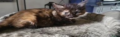 Mixed Breed 2