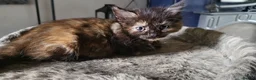 Mixed Breed cats for sale: Mixed breed kittens - Advert 18