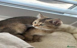British Shorthair cats for sale: ‼️Ready now, last kitten left TICA registered  - Image 20