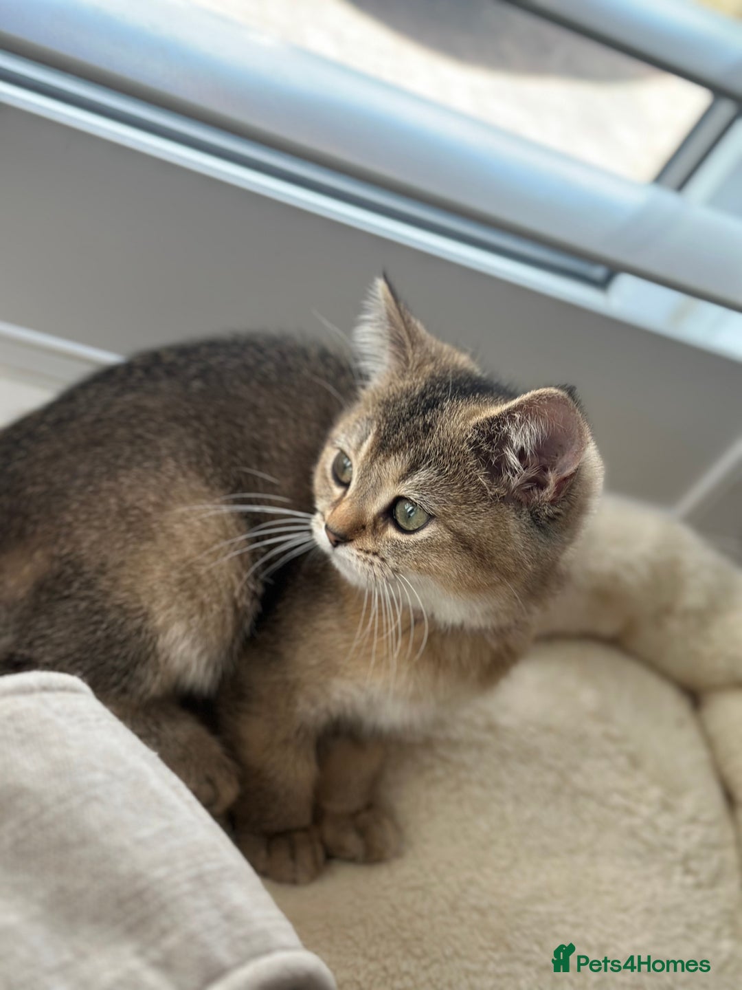 British Shorthair cats for sale: ‼️Ready now, last kitten left TICA registered  - Image 20