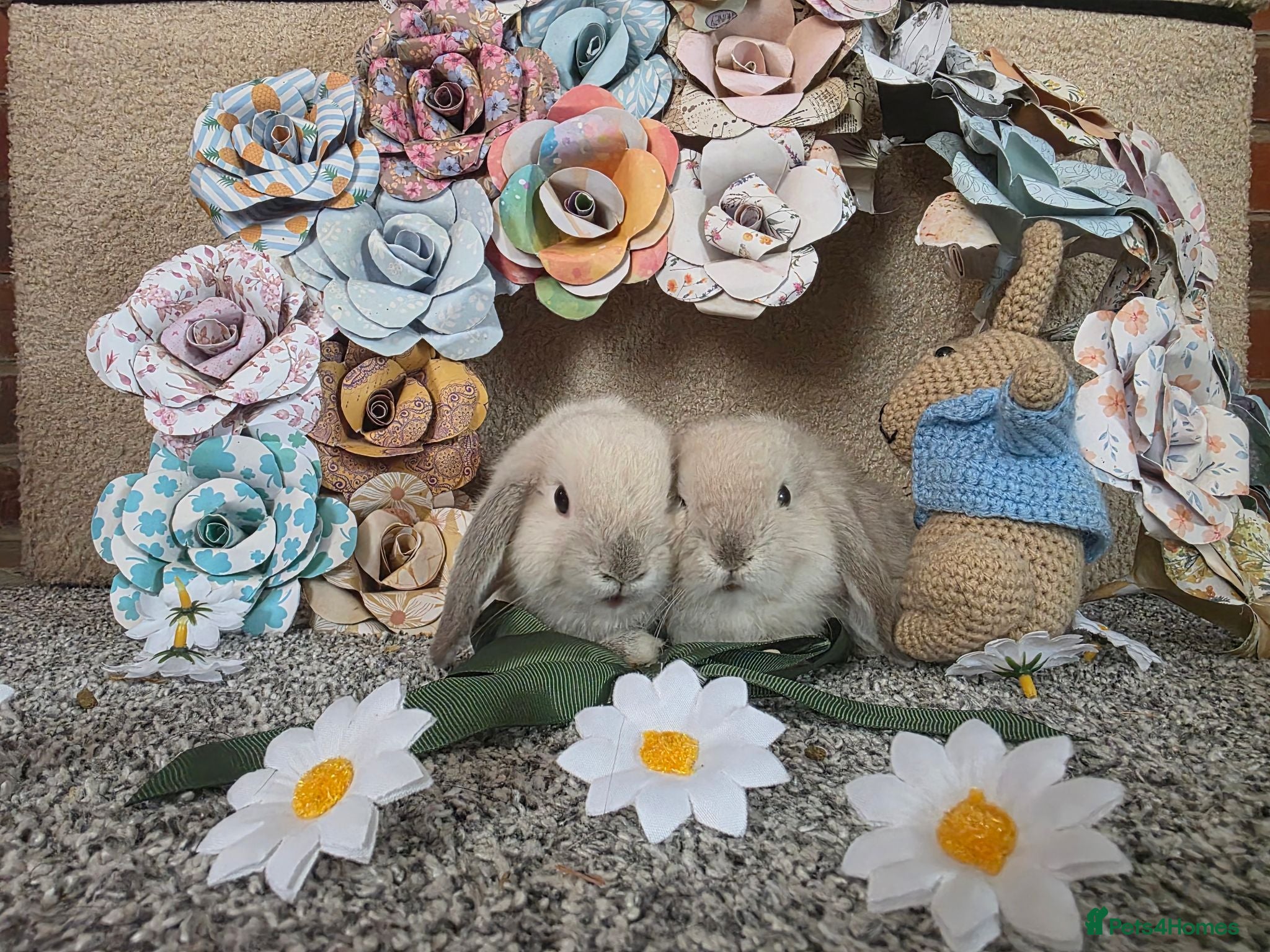 Mini Lop rabbits Mini Lop - Advert 1