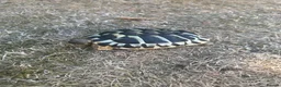 Hermann Tortoise reptiles for sale: Herman Tortoise looking for a new loving home in Southampton - Advert 6