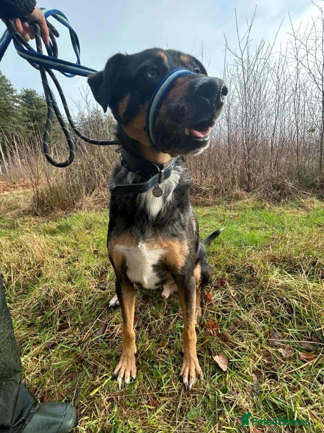 Mixed Breed dogs for adoption: Jack - Norwich Norfolk  in Norwich - Advert 21