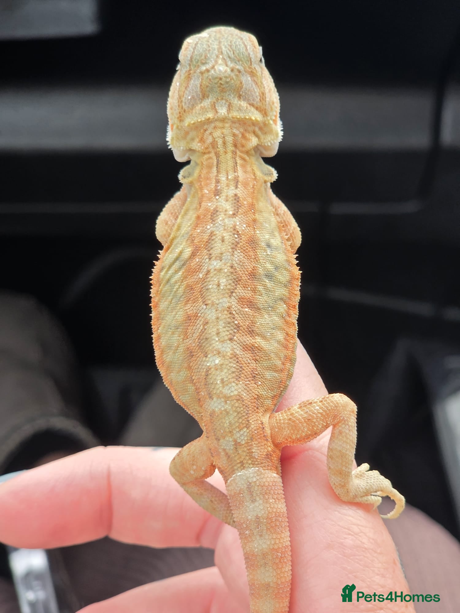 Bearded Dragon reptiles Bearded dragon babies  - Advert 1