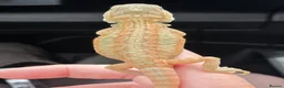 Bearded Dragon reptiles for sale: Bearded dragon babies  - Advert 1
