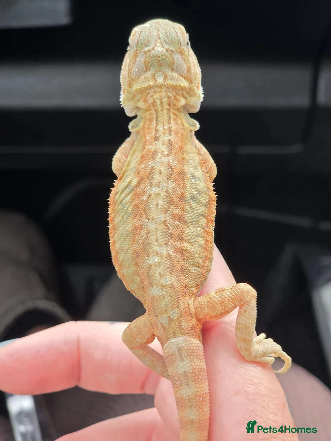 Bearded Dragon reptiles for sale: Bearded dragon babies  - Advert 1