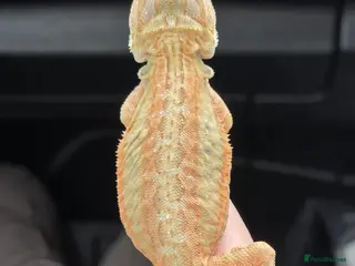 Bearded Dragon reptiles Bearded dragon babies - Advert 1