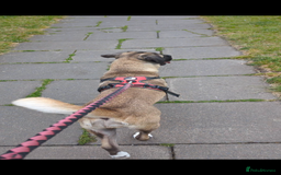 Mixed Breed dogs for sale: Cane corso/akita - Image 5