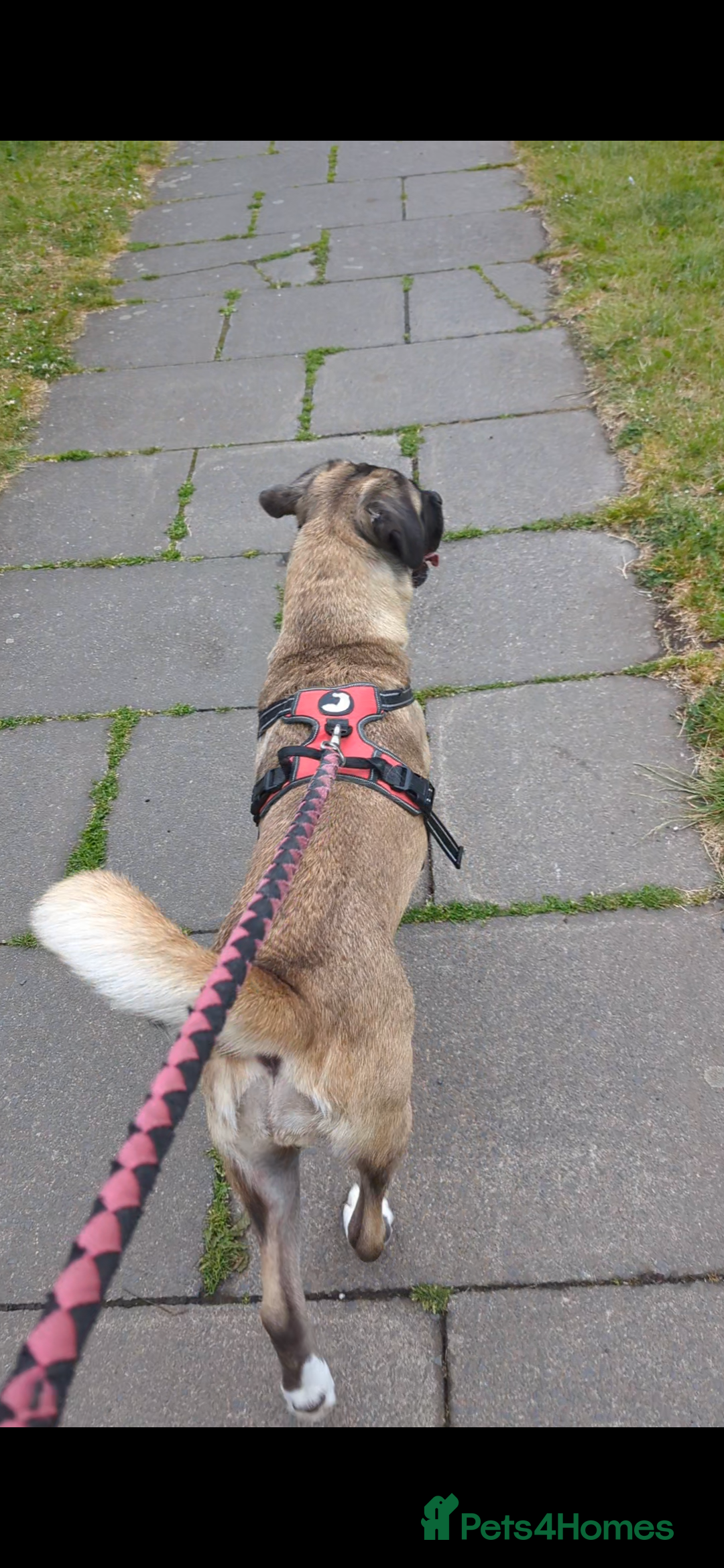 Mixed Breed dogs for sale: Cane corso/akita - Image 5