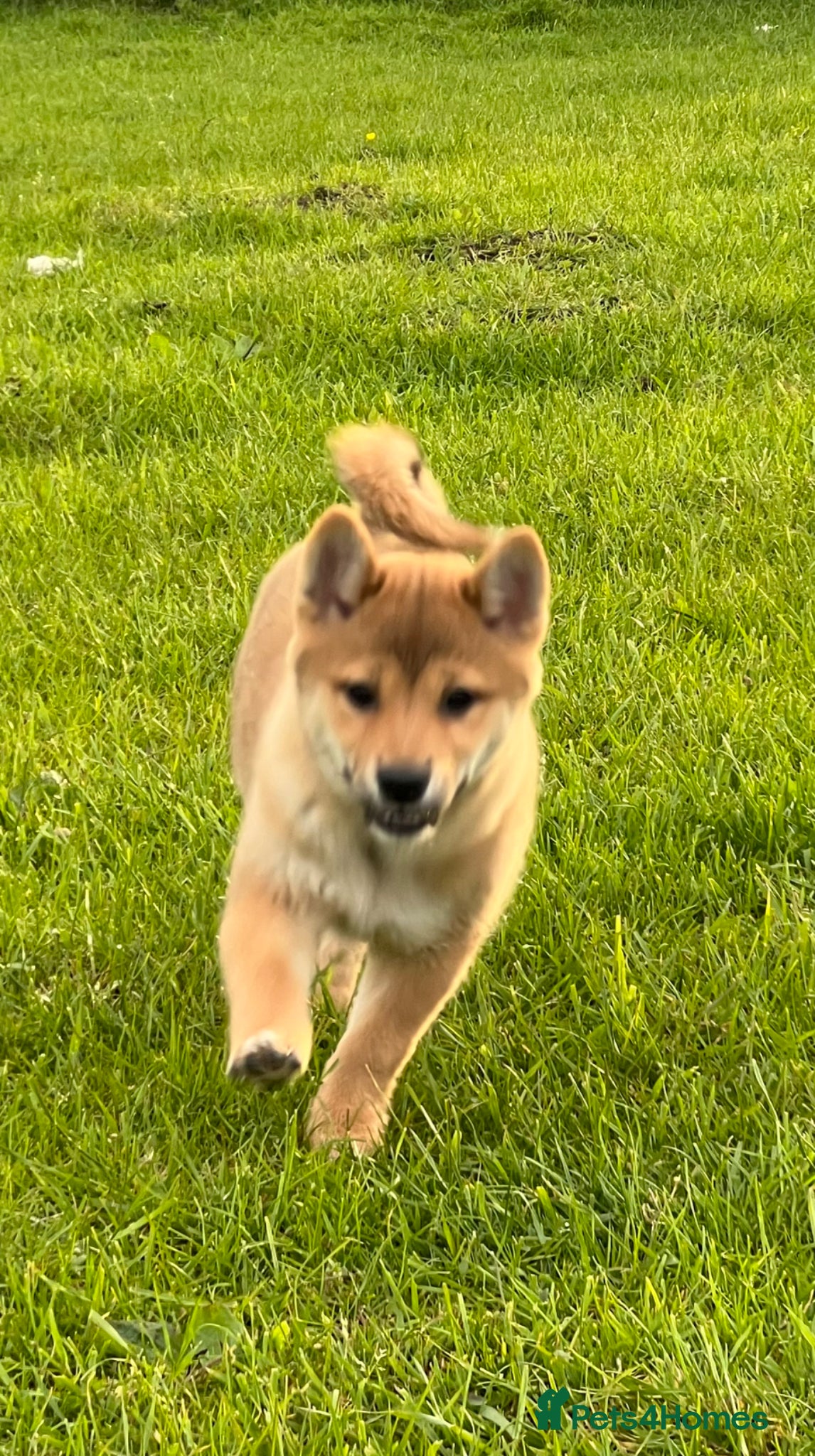 Japanese Shiba Inu dogs REDUCED Pure bred Shiba Inu Puppies - Advert 1
