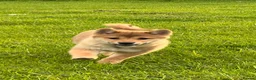 Japanese Shiba Inu dogs for sale: REDUCED Pure bred Shiba Inu Puppies - Advert 4