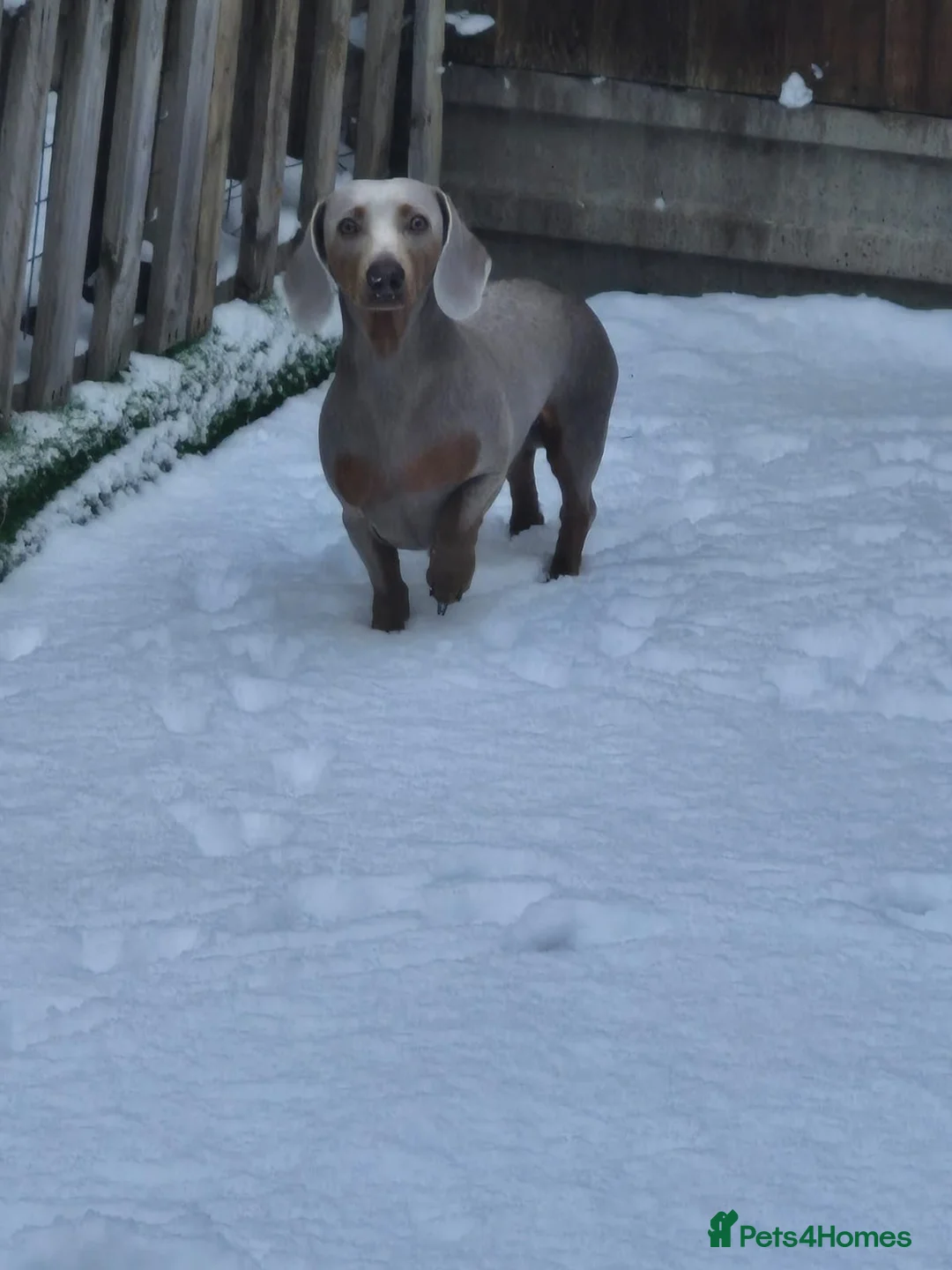 Miniature Dachshund dogs for sale: Our beautiful babies  - Advert 7