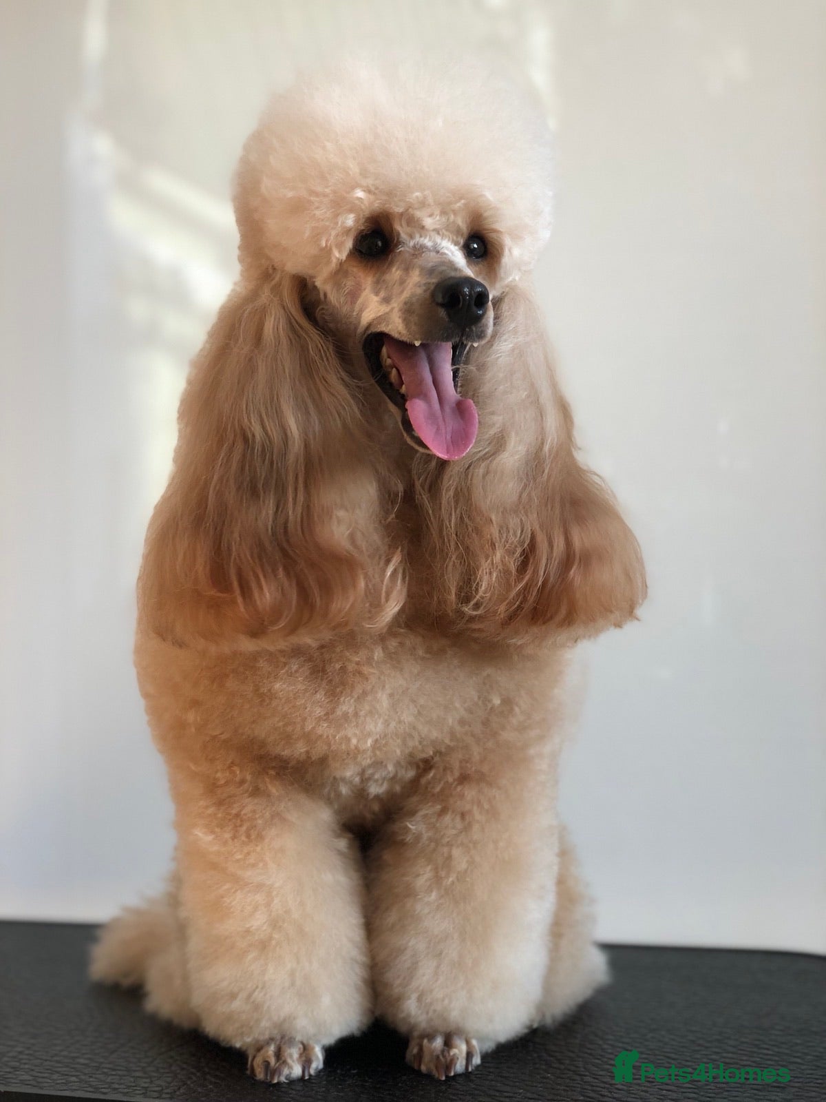 Miniature Poodle dogs Apricot miniature poodle stud in Bristol - Advert 7