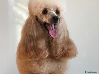 Miniature Poodle dogs Apricot miniature poodle stud in Bristol - Advert 21
