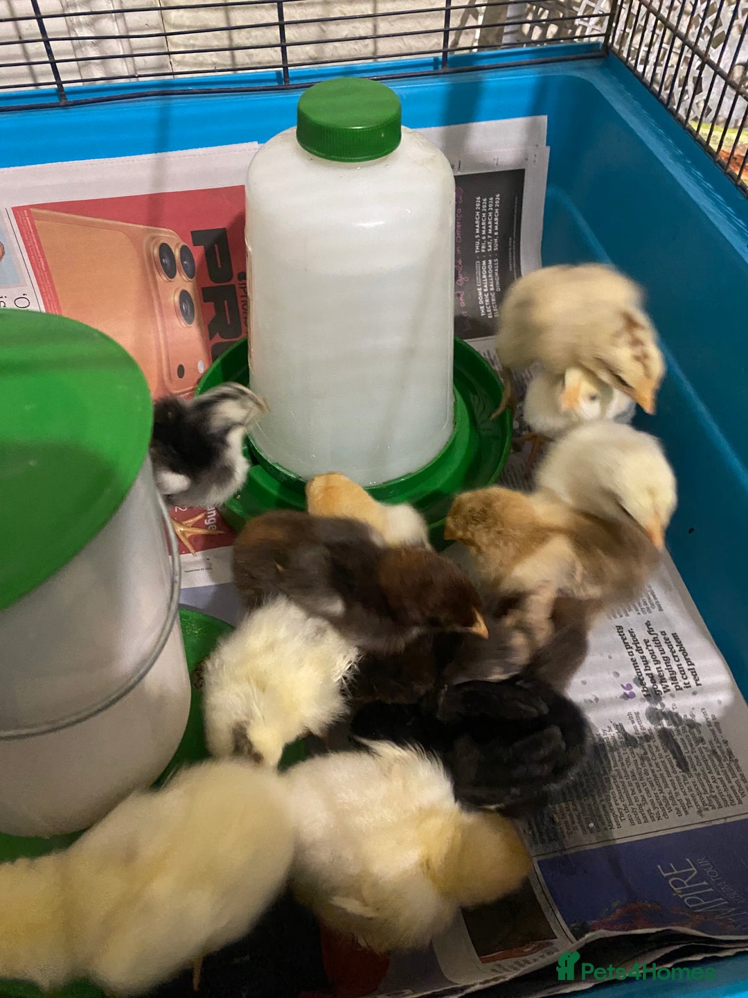 Chickens poultry for sale: 10 Aseel chicks and 2 Brahma chicks for sale - Image 4