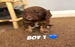 Cockapoo dogs for sale: Stunning F1 Cocapoos - Image 1