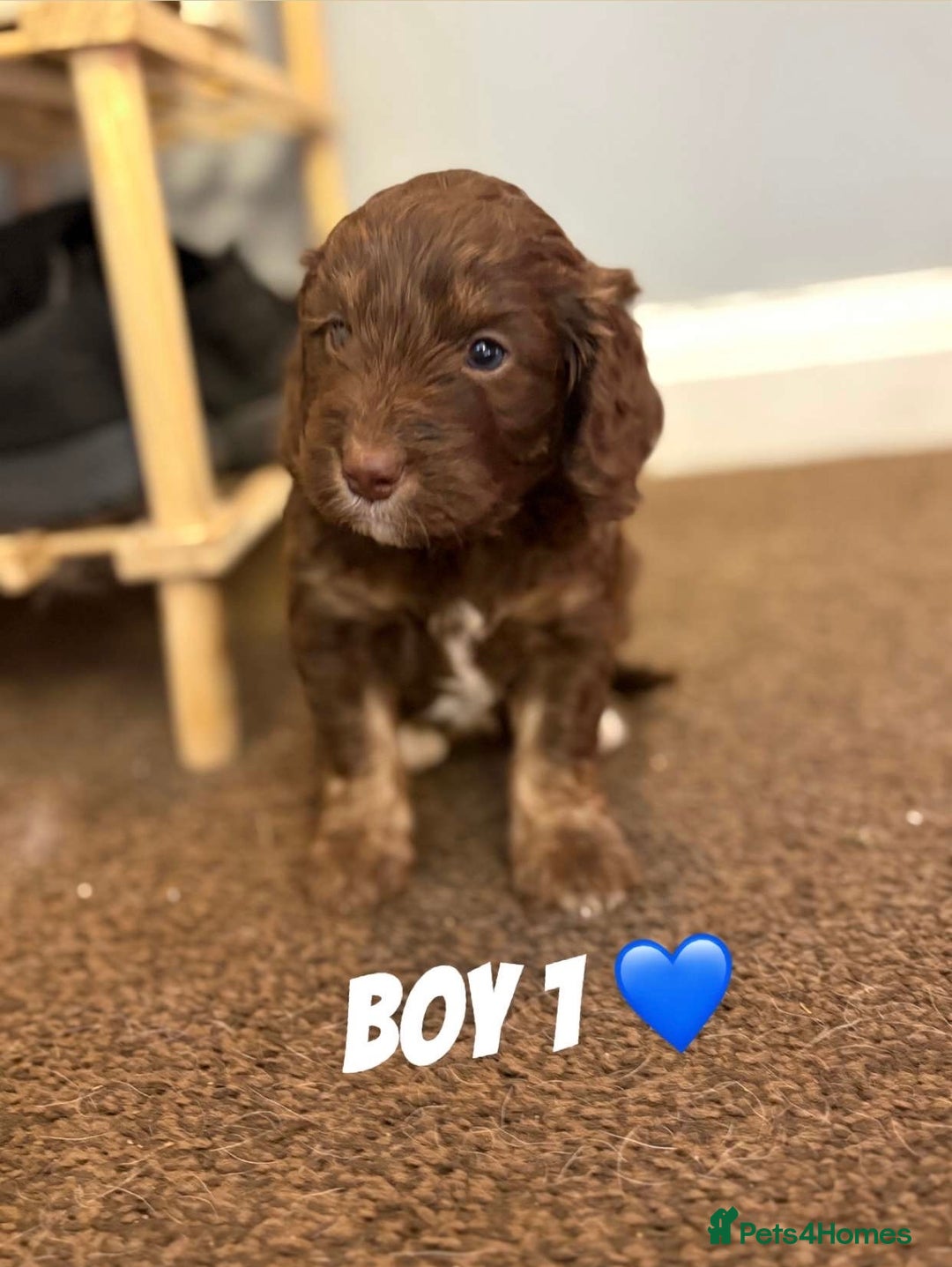 Cockapoo dogs for sale: Stunning F1 Cocapoos - Image 1