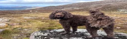 Sproodle dogs for sale: 5 year old springer poodle for rehoming  in Aviemore - Advert 1