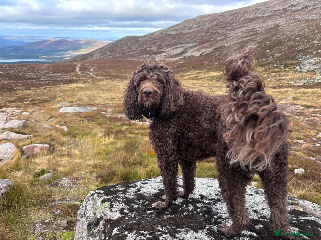 Sproodle dogs for sale: 5 year old springer poodle for rehoming  in Aviemore - Advert 1