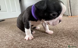 Boston Terrier dogs for sale: Beautiful Boston Terrier Puppies for Loving Homes - Image 4