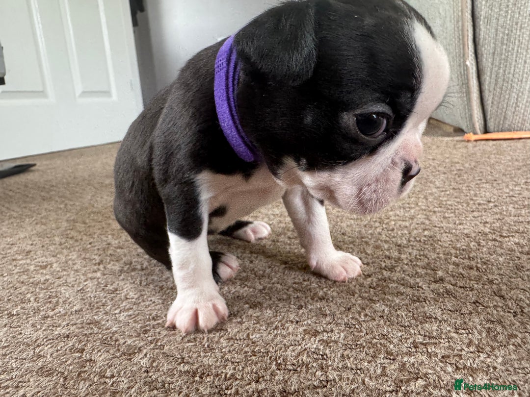 Boston Terrier dogs for sale: Beautiful Boston Terrier Puppies for Loving Homes - Image 4
