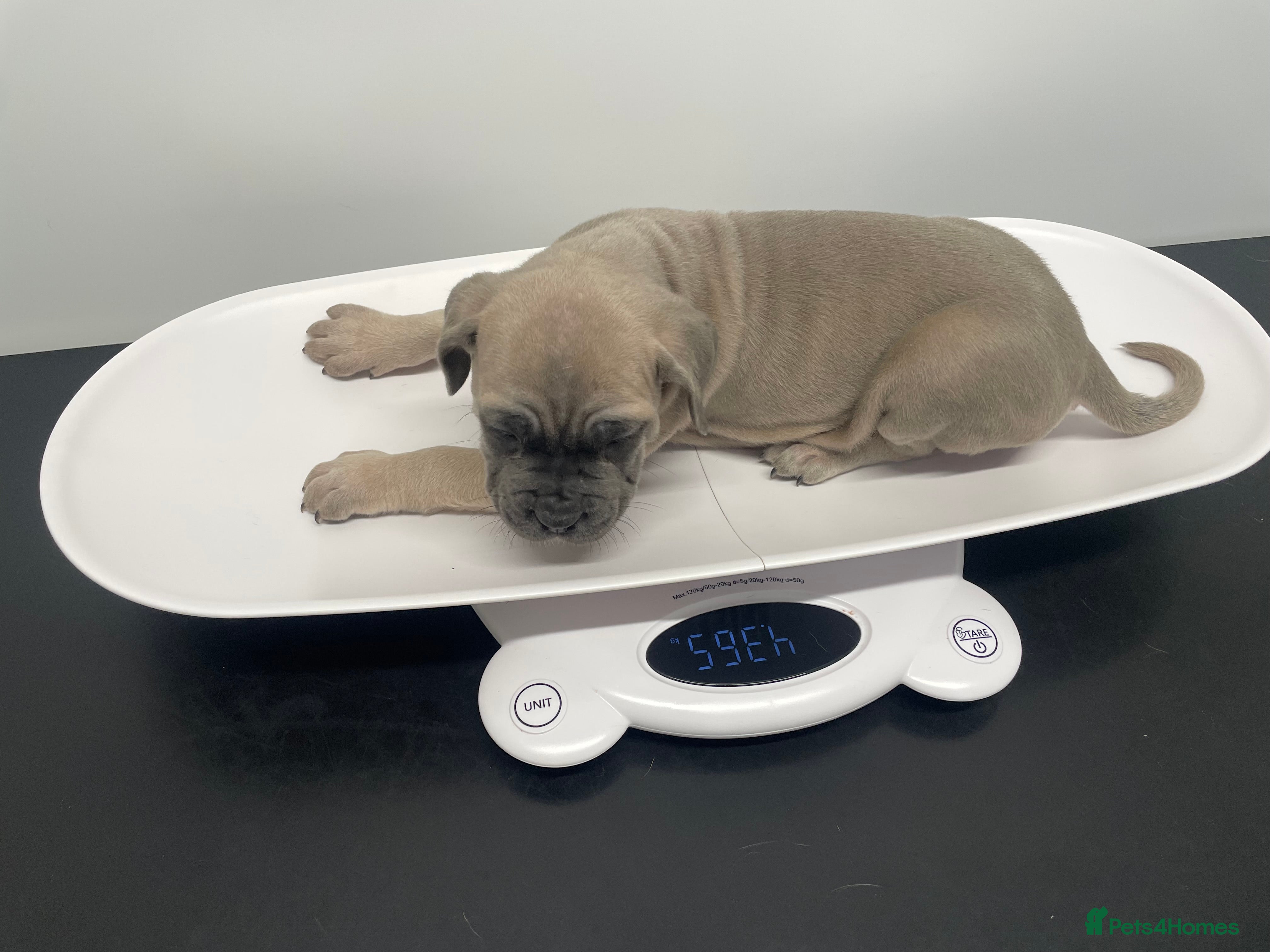 Cane Corso dogs CANE CORSO TOP QUALITY STRAJANO BLOODLINE FERMINTO - Advert 3