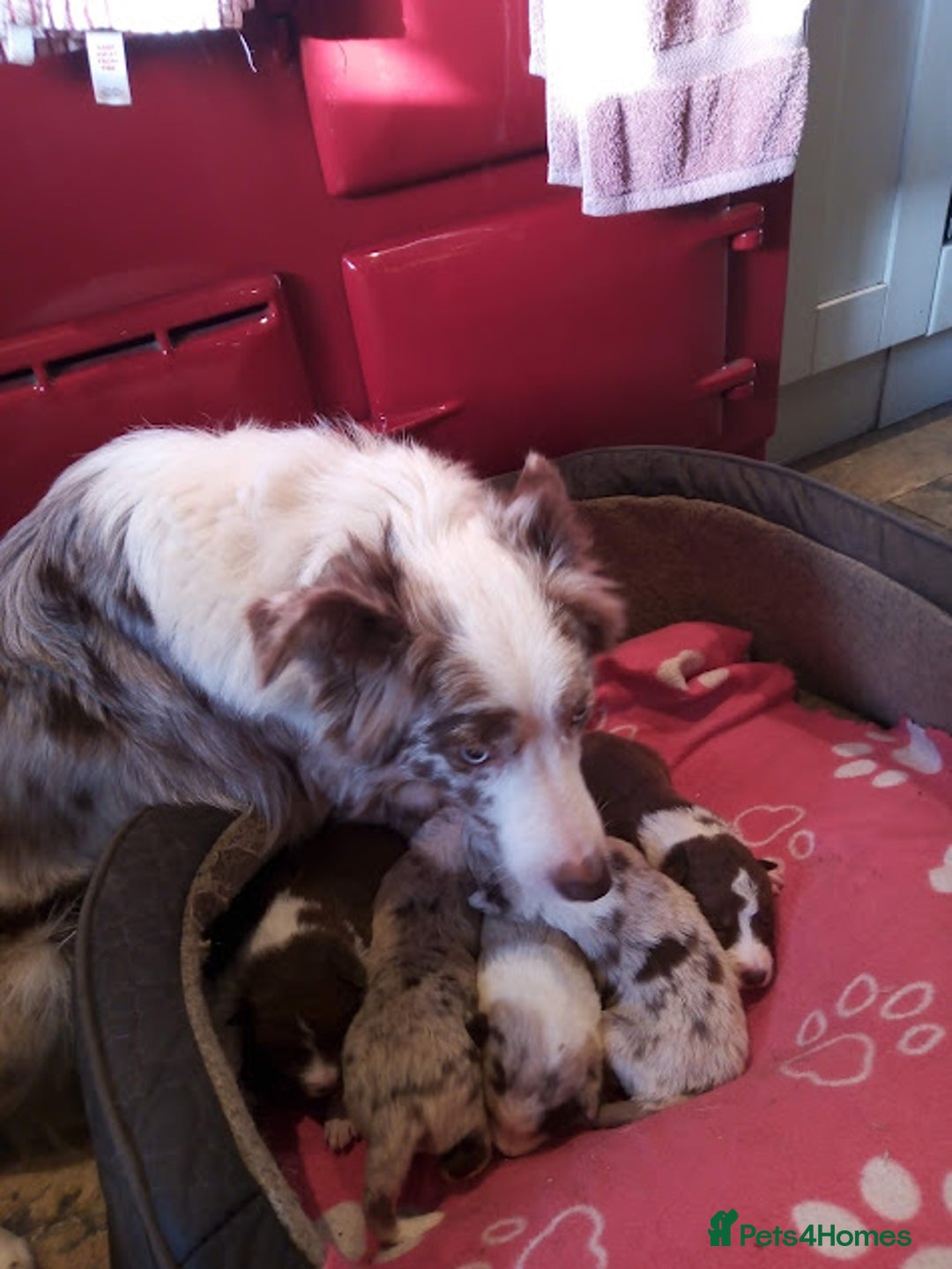 Border Collie dogs for sale: Stunning Red Merle and Red and White Puppies - Advert 3