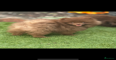 Pomeranian dogs - Advert 6