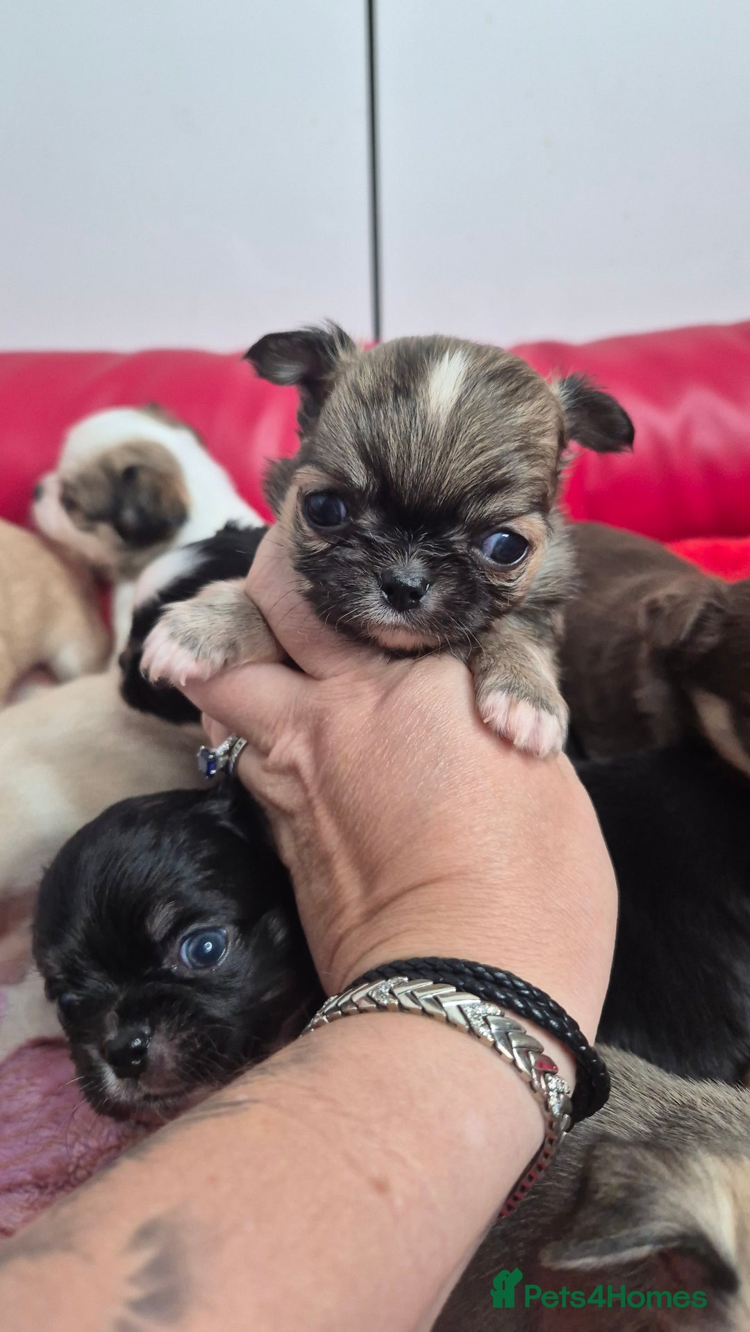 Chihuahua dogs for sale: KC registered Chihuahua puppies  - Advert 20