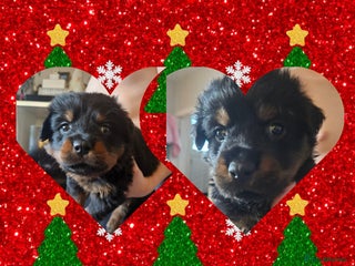 Rottweiler dogs Ready 11th dec kc rottweiler puppies 2 boy left - Advert 5