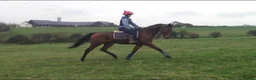English Thoroughbred horses for sale: All rounder mare for sale  in Newmarket - Advert 6