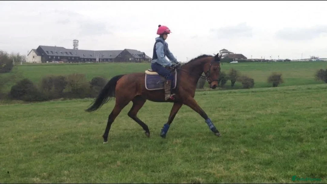 English Thoroughbred horses for sale: All rounder mare for sale  in Newmarket - Advert 6