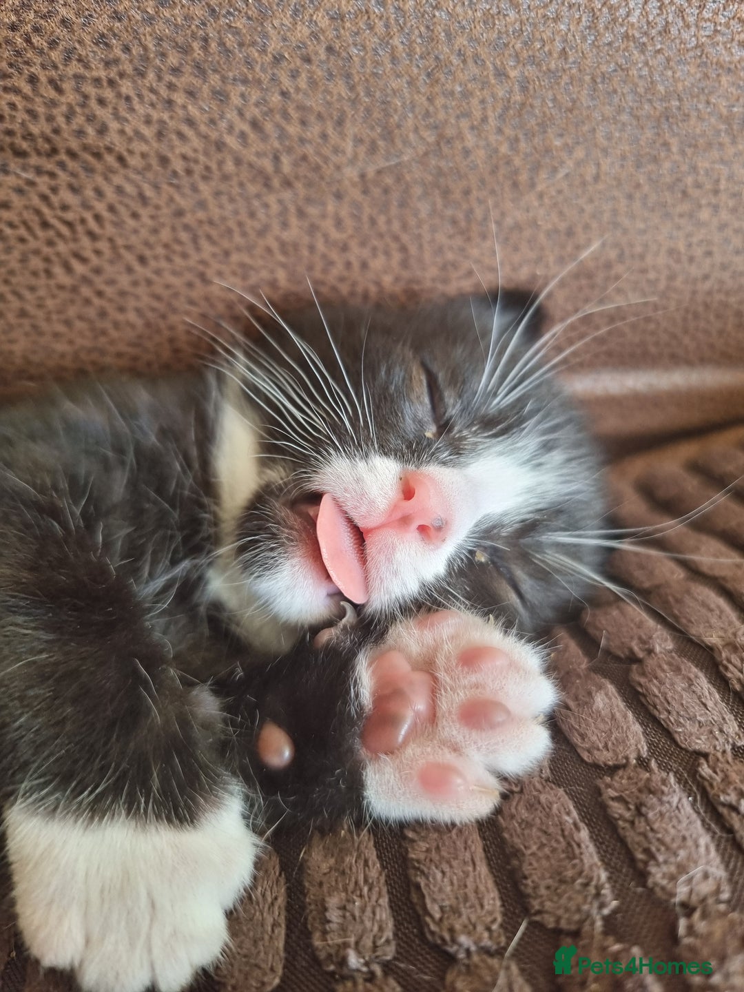 Mixed Breed cats for sale: Bengal x British Short Hair Kitten  - Image 20