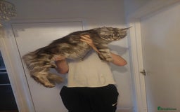 Ragcoon cats for sale: Beautiful ragcoon  - Image 8