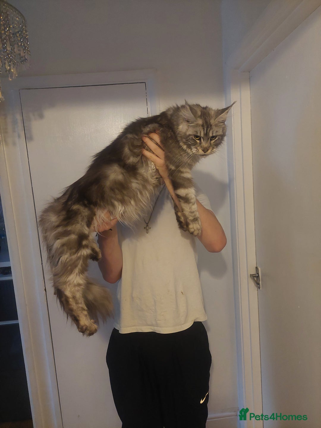 Ragcoon cats for sale: Beautiful ragcoon  - Image 8