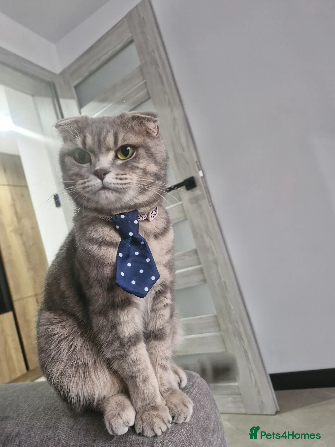 British Shorthair cats for sale: 4 Kittens for sale - Advert 17