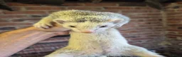 Ferret rodents for sale: Ferrets silver jills x2  - Advert 4