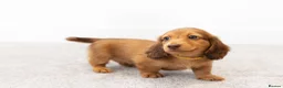 Miniature Dachshund dogs for sale: KC Longhaired Mini Dachshund puppies - Advert 11