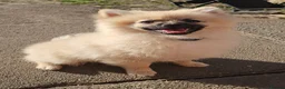 Pomeranian dogs for sale: Beautiful Pomeranian boy - Advert 3