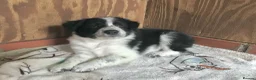 Border Collie dogs for sale: QUALITY BORDER COLLIE PUPPIES CHAMPION LINES in Cardiff - Advert 24