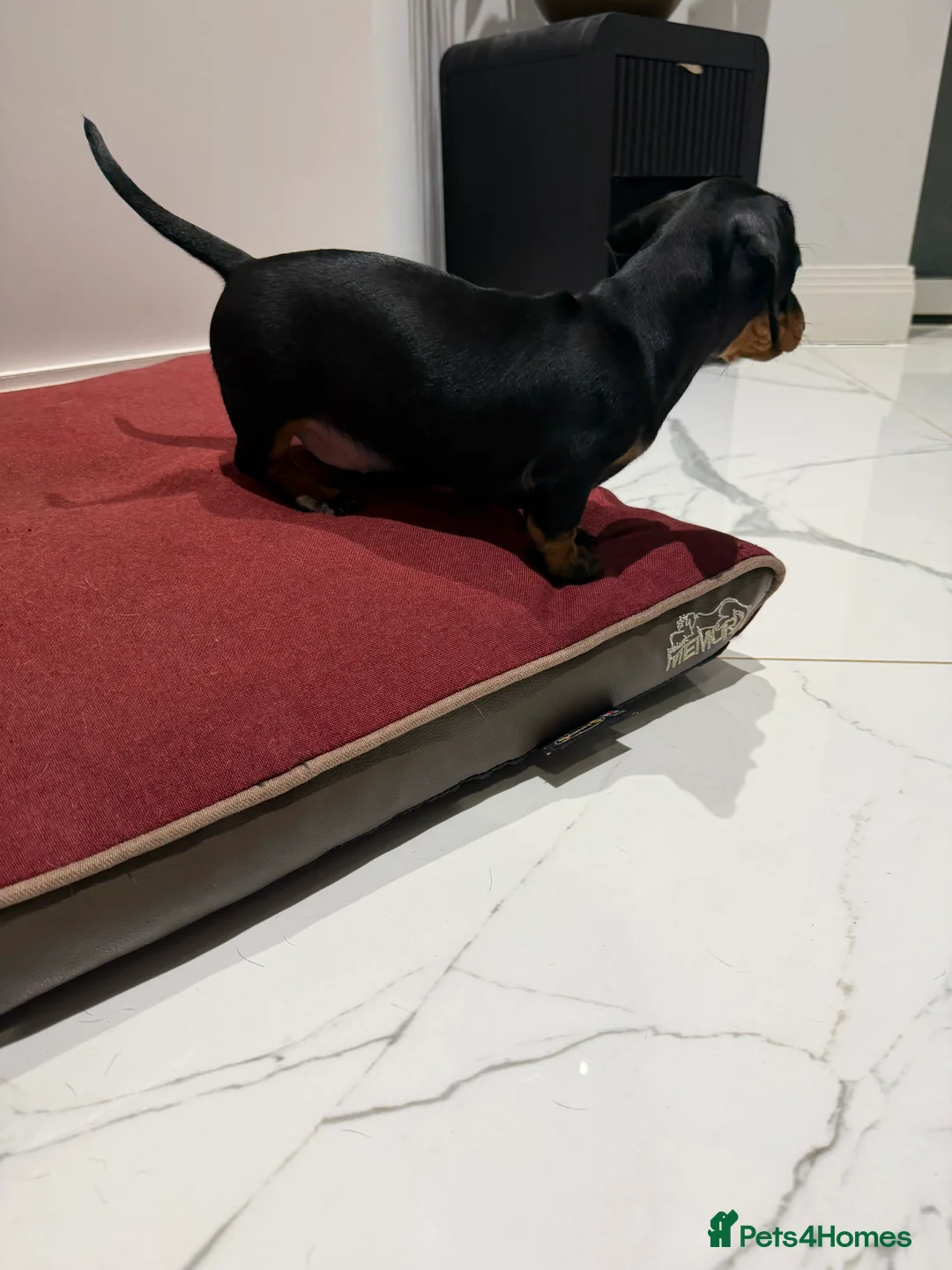 Miniature Dachshund dogs for sale: Miniature dachshund puppies - Advert 2