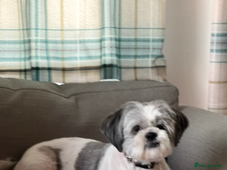 Shih Tzu dogs Shih Tzu puppies - Advert 8