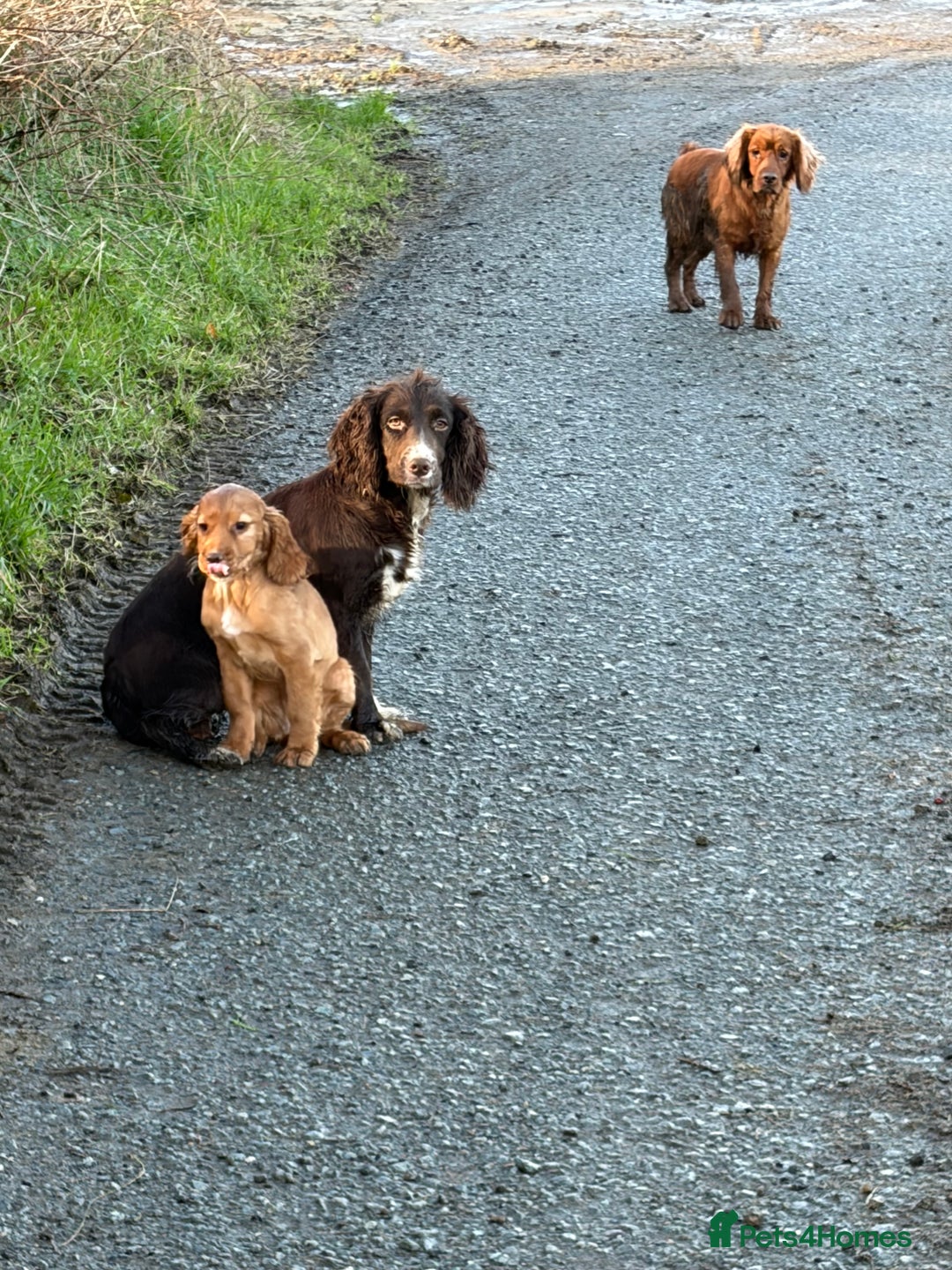 Cocker Spaniel dogs for sale: Cocker spaniel pups - Advert 10