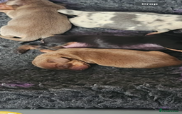 Miniature Dachshund dogs for sale: Stunning KC reg miniature dachshund - Image 8
