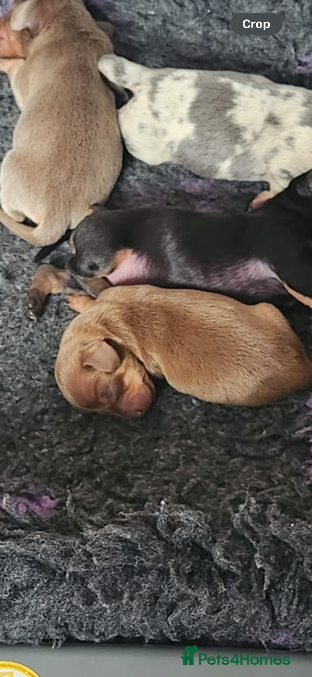 Miniature Dachshund dogs for sale: Stunning KC reg miniature dachshund - Image 8