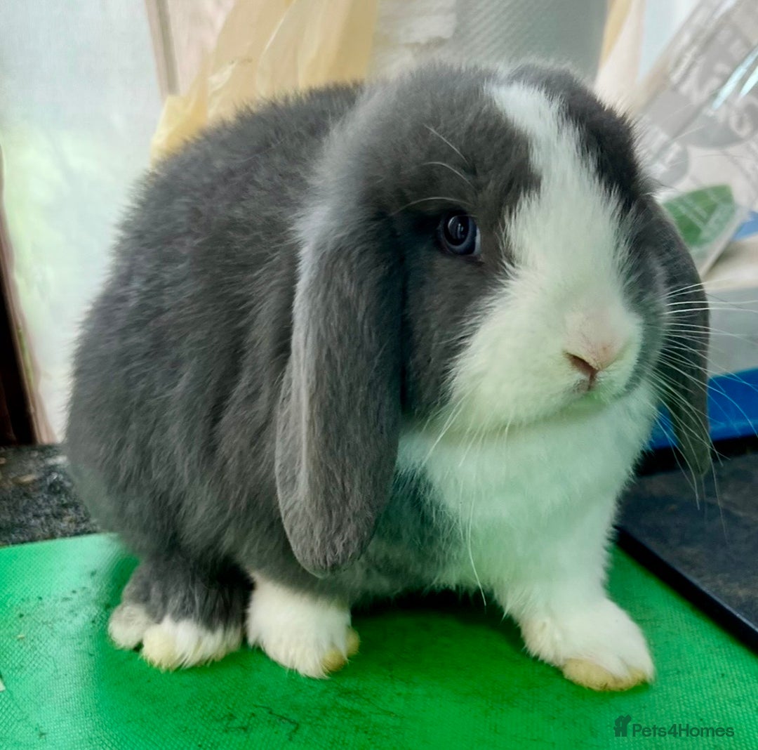 Mini Lop rabbits for sale: Mini Lops for sale READY NOW - Advert 18