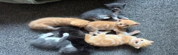 Mixed Breed cats for sale: Half ragdoll kittens  - Advert 33