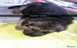 German Shepherd dogs for sale: 10 German Shepherd Puppy - Image 10