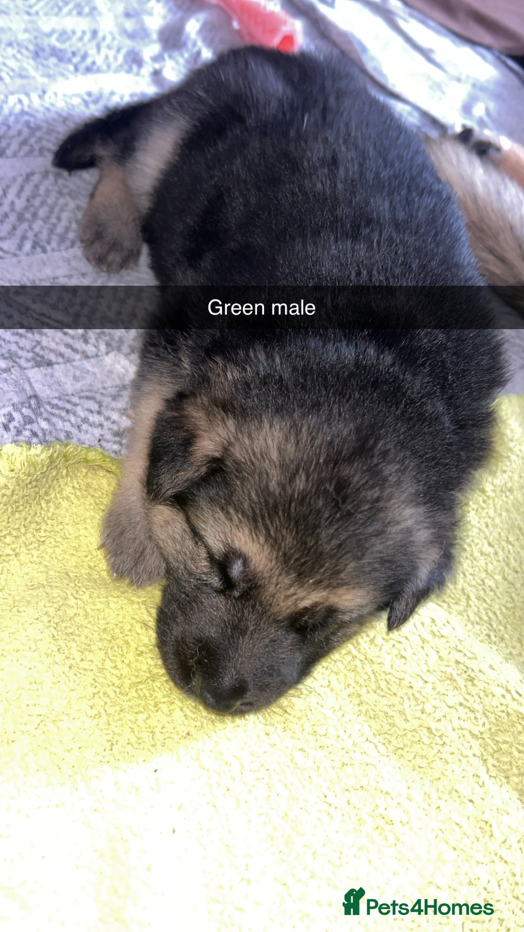 German Shepherd dogs for sale: 10 German Shepherd Puppy - Image 10