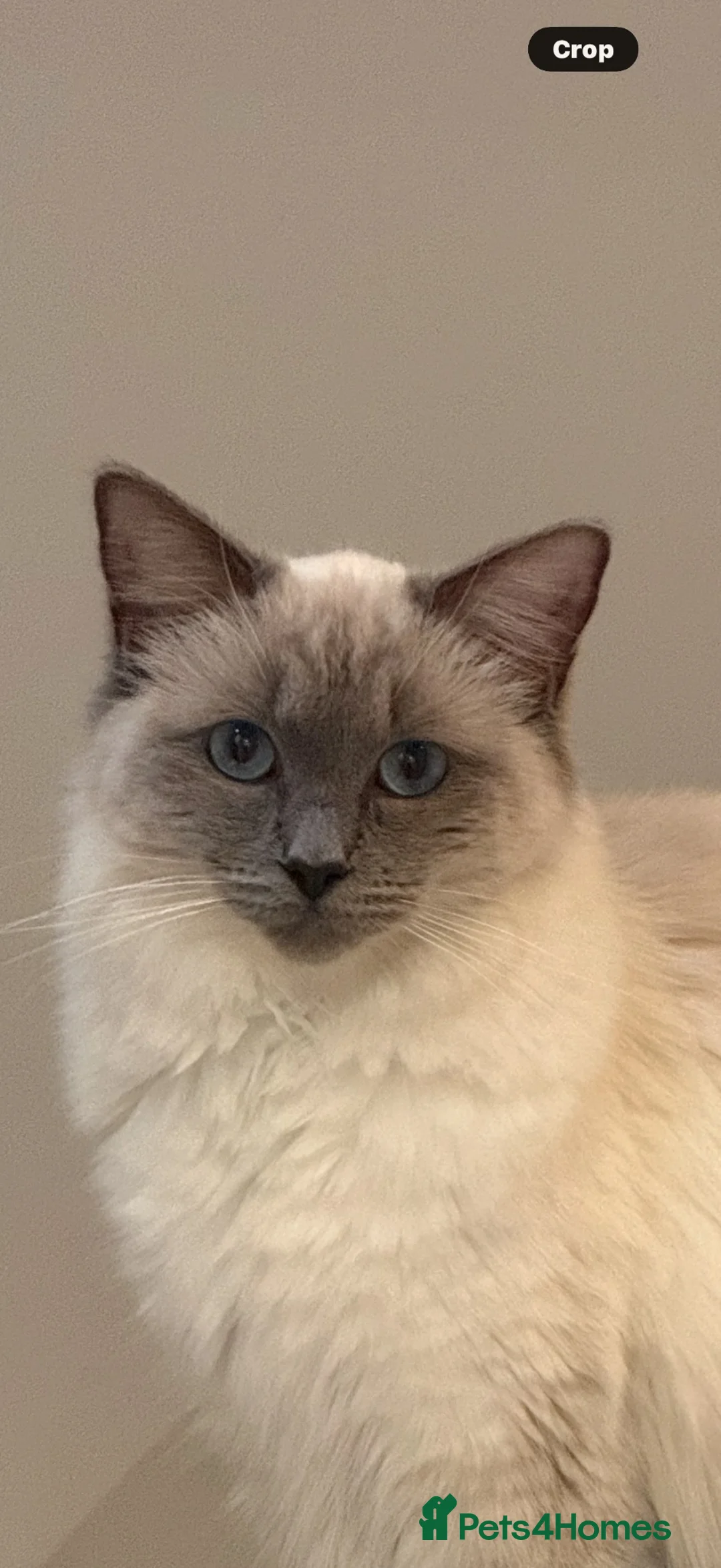 Ragdoll cats for sale: Beautiful Ragdoll blue point girls 7 weeks in London - Advert 9